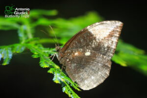 Elymnias Penanga Penanga Female