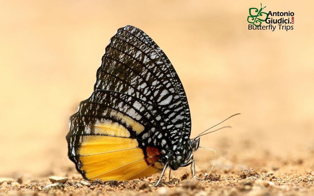 The Jezebel Palmflyผีเสื้อหนอนมะพร้าวปีกหลังขาวElymnias vasudeva