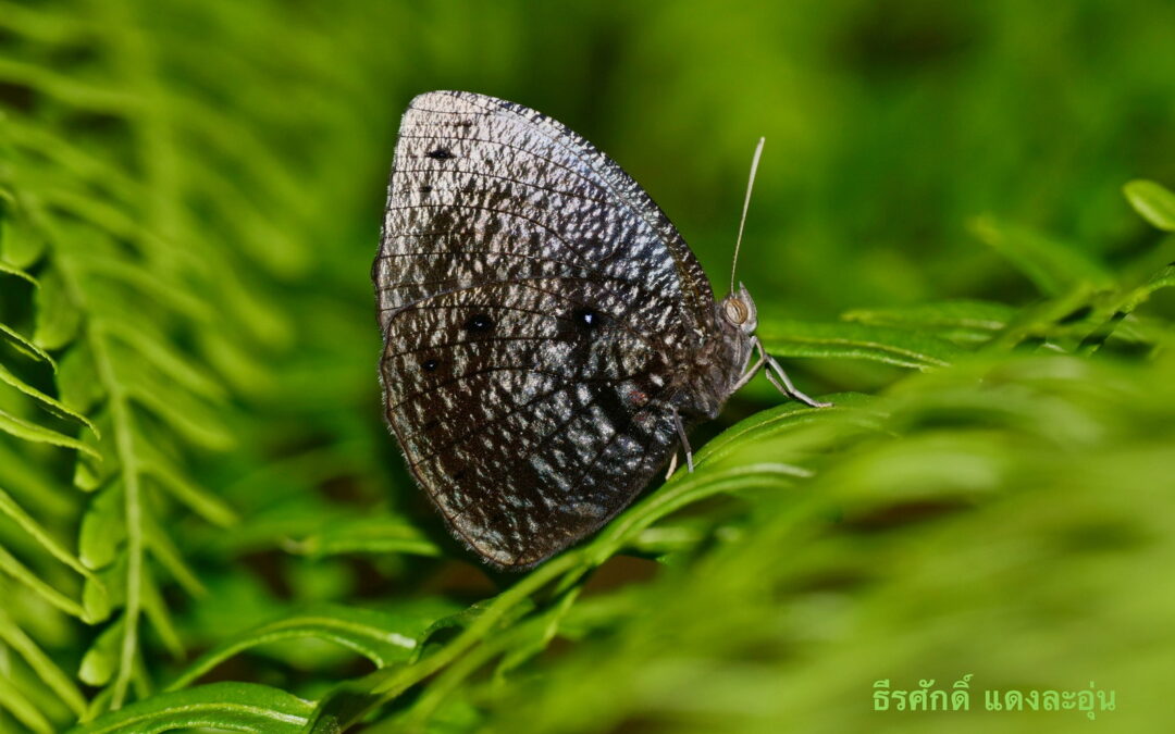 Elymnias esaca