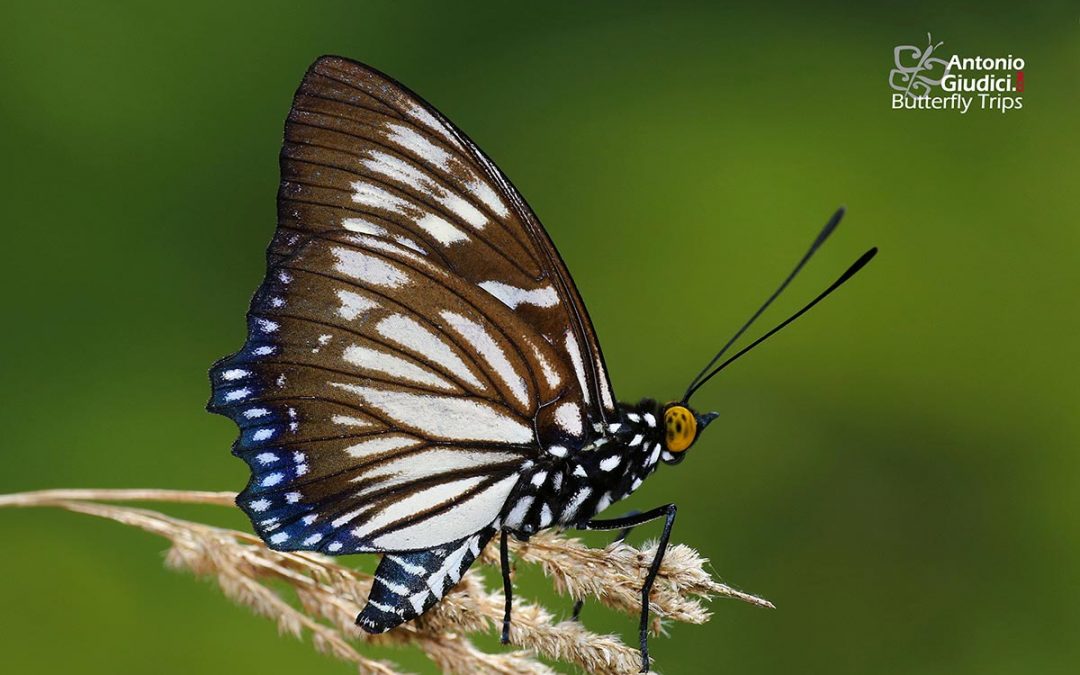 The Courtesanผีเสื้อปีกเว้าธรรมดาEuripus nyctelius