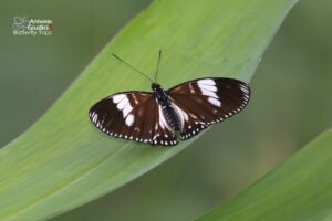 Euripus Nyctelius Euploeoides