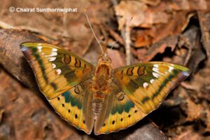 Euthalia Aconthea Garuda