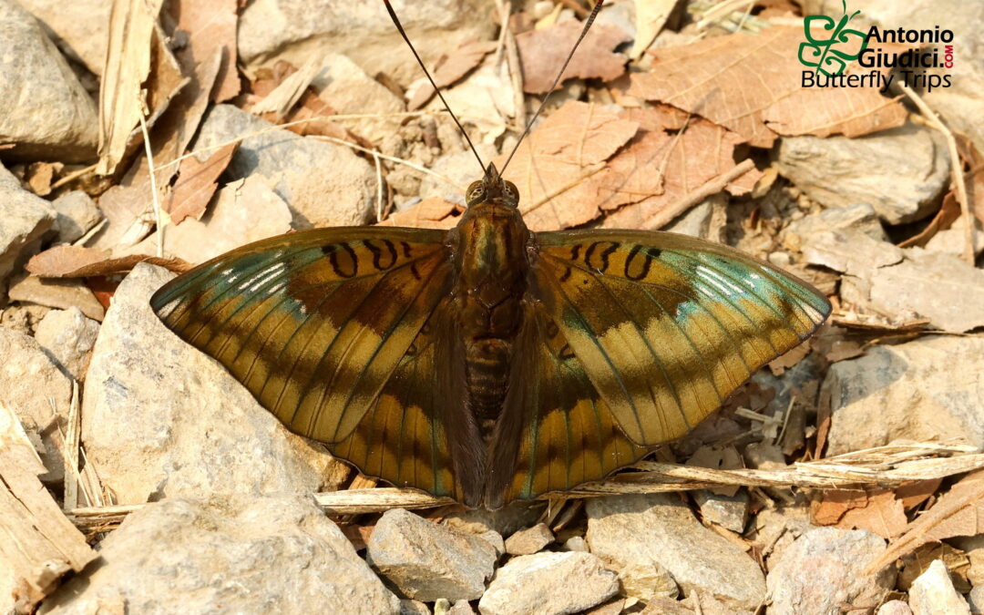 Euthalia alpheda