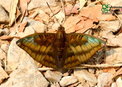Euthalia alpheda