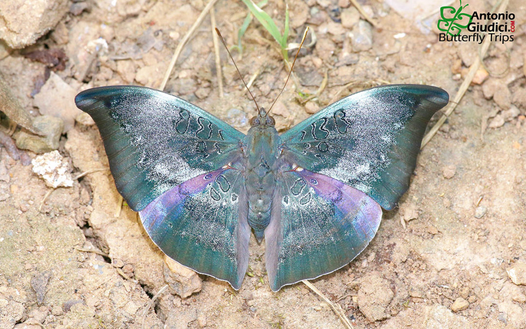 The Gray Baronผีเสื้อบารอนเทาEuthalia anosia