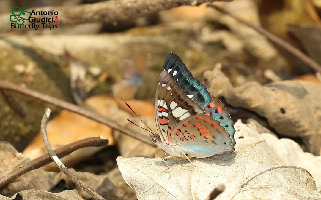 The Red-spot Baronผีเสื้อบารอนจุดแดงEuthalia djata