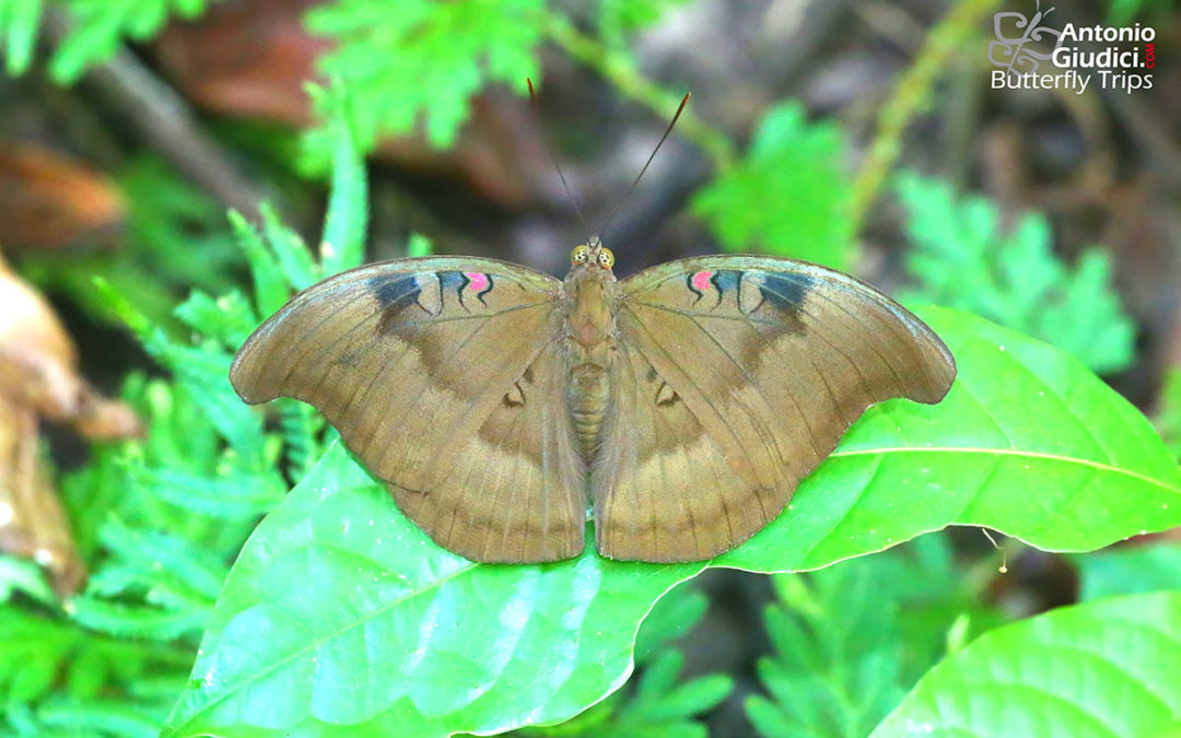 The Red-spot Dukeผีเสื้อดุ๊กจุดแดงEuthalia evelina