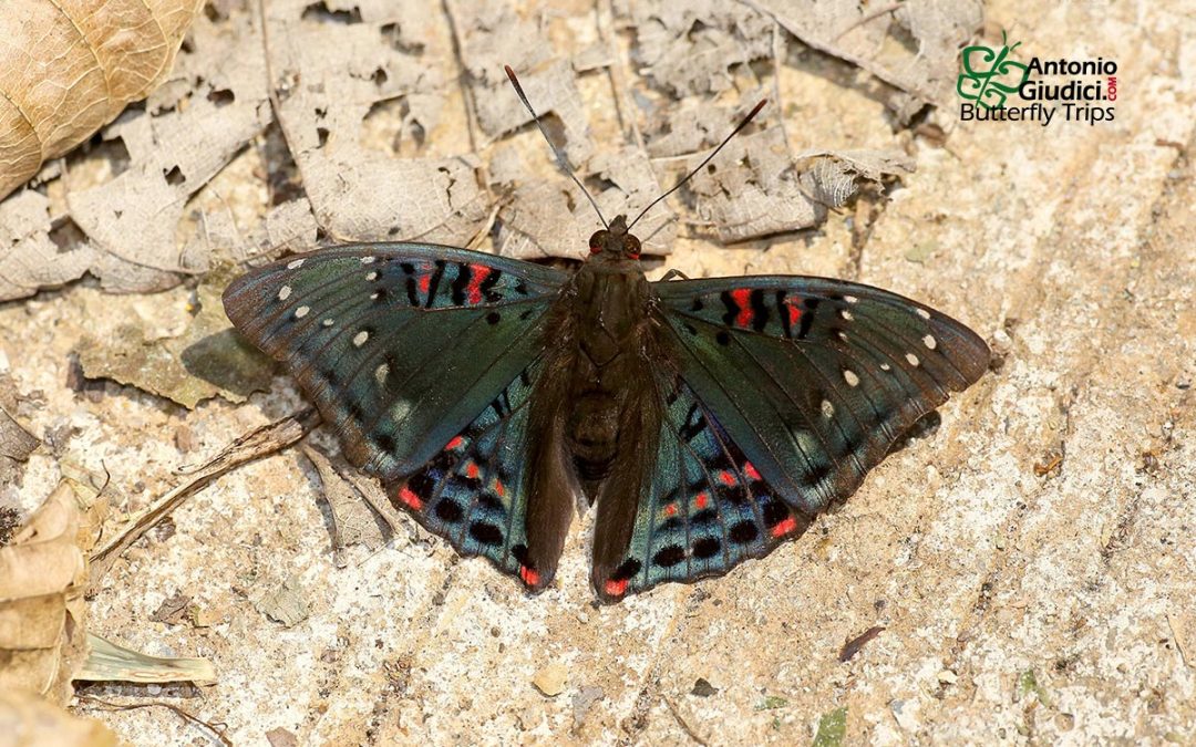 The Gaudy Baronผีเสื้อบารอนเขียวแดงธรรมดาEuthalia lubentina