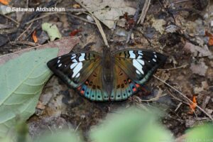 Euthalia Lubentina Chersonesia3