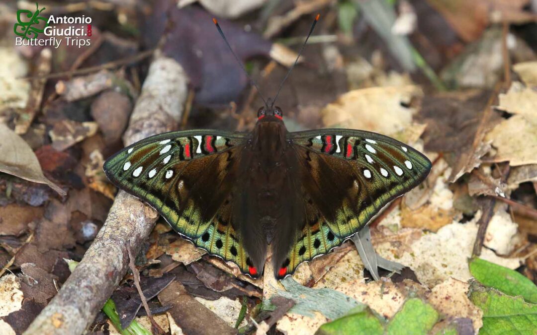 The Malay Red Baronผีเสื้อบารอนแดงมลายูEuthalia malaccana