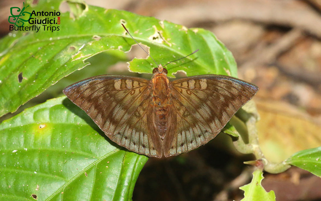 The Dark-male Baronผีเสื้อบารอนผู้มืดEuthalia merta