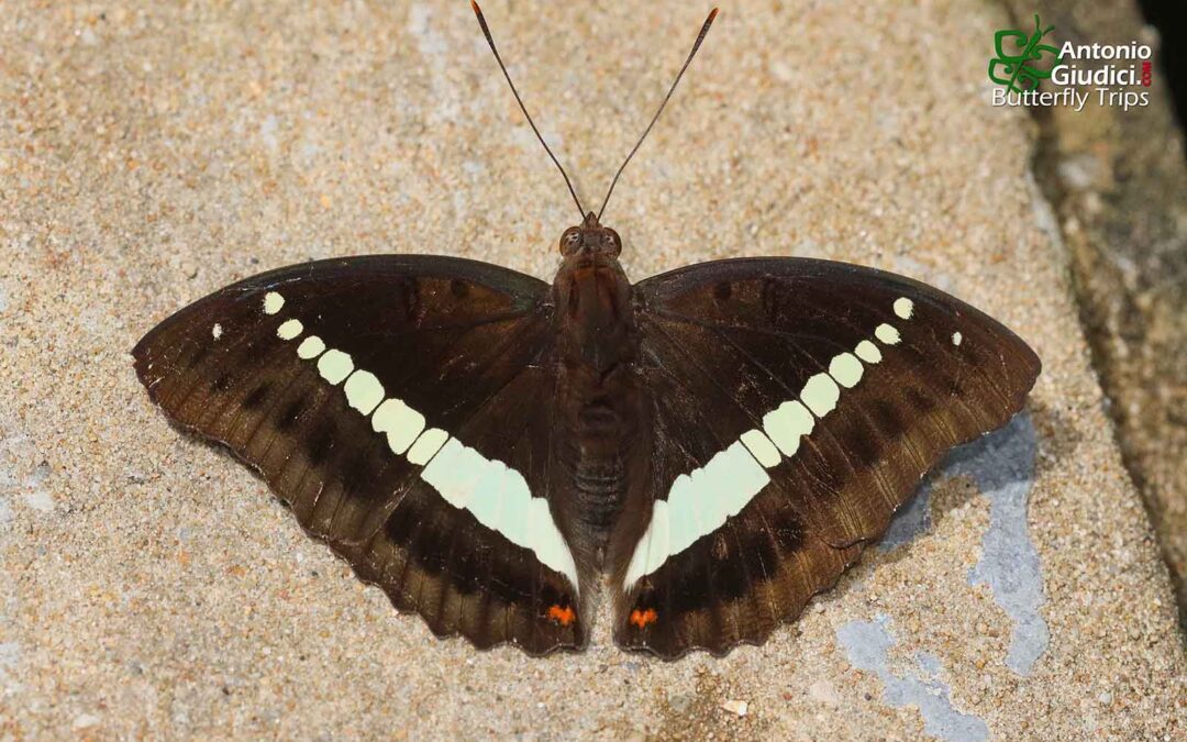 The Red-spot Marquisผีเสื้อมาคีจุดแดงEuthalia monilis