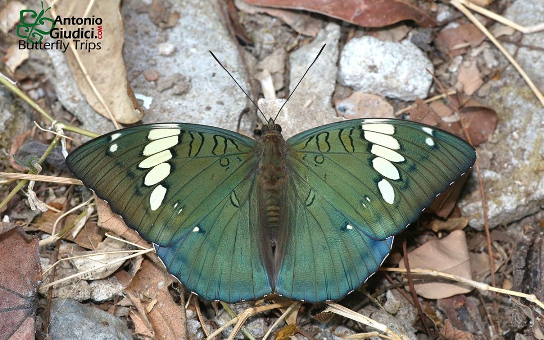 The Grand Duchessผีเสื้อราชินีEuthalia patala