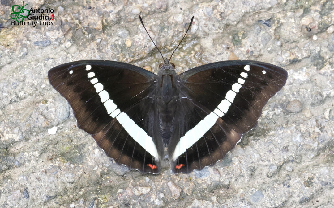 Euthalia recta recta