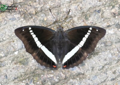 Euthalia recta recta