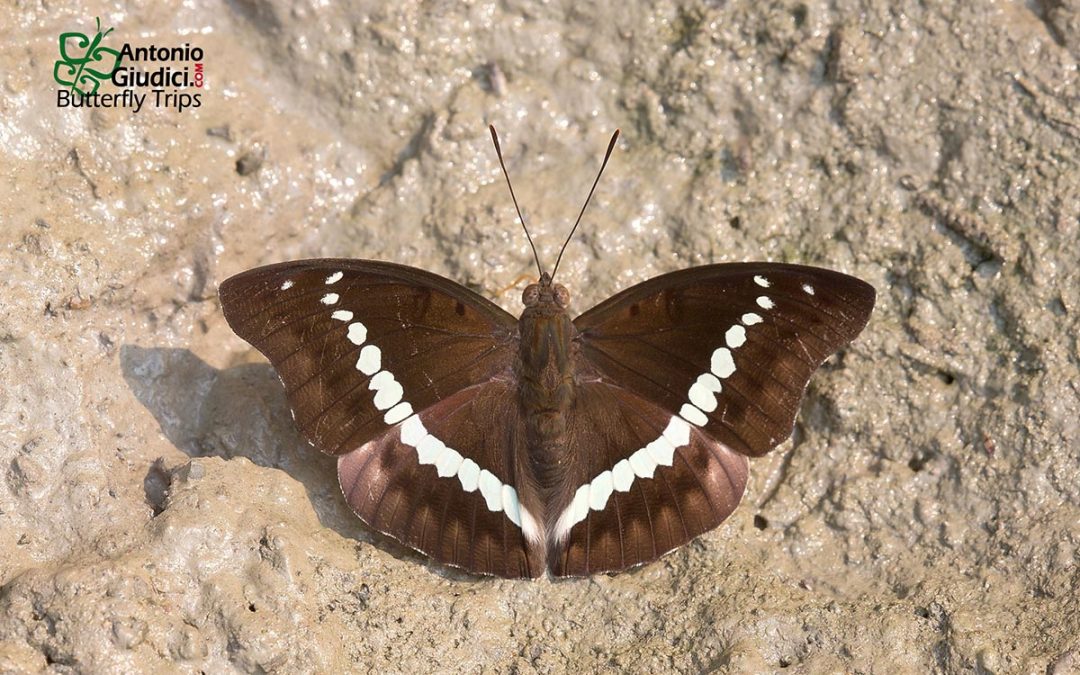 The Banded Marquisผีเสื้อมาคีแถบโค้งEuthalia teuta