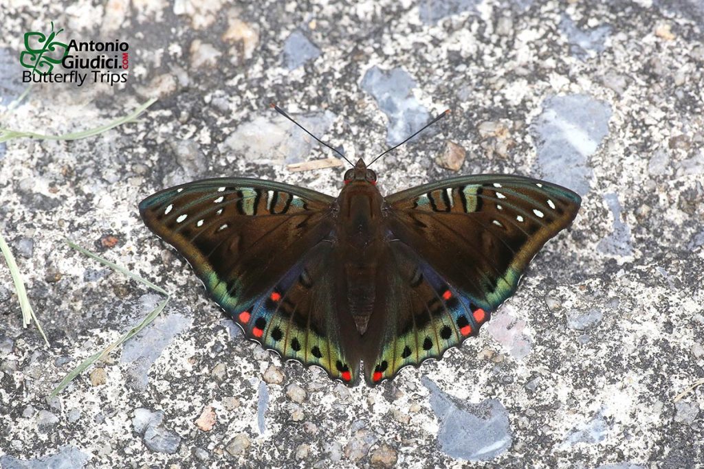 Euthalia Whiteheadi - Thai Butterfly Trips