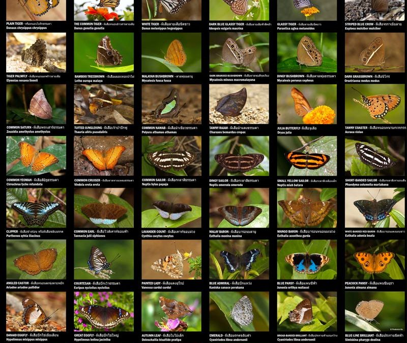 Checklist Butterflies of Thailand, updated 31/12/2020