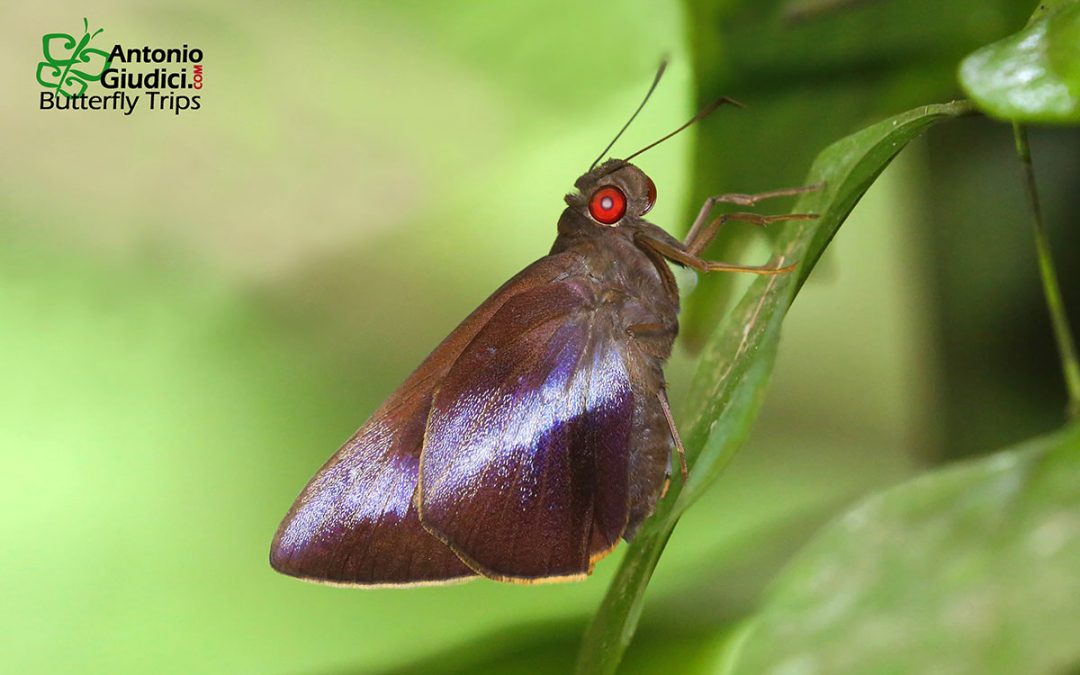 The Banded Redeyeผีเสื้อตาแดงคาดขาวGangara lebadea