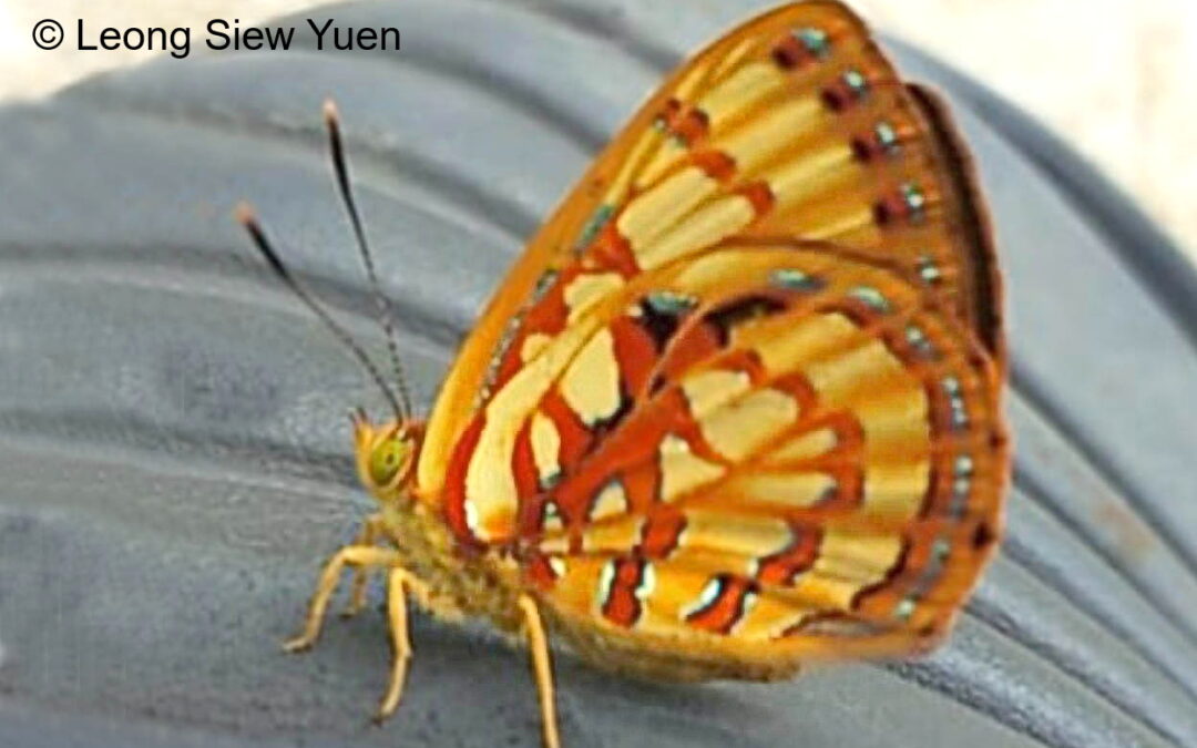 Hypochrysops kerri