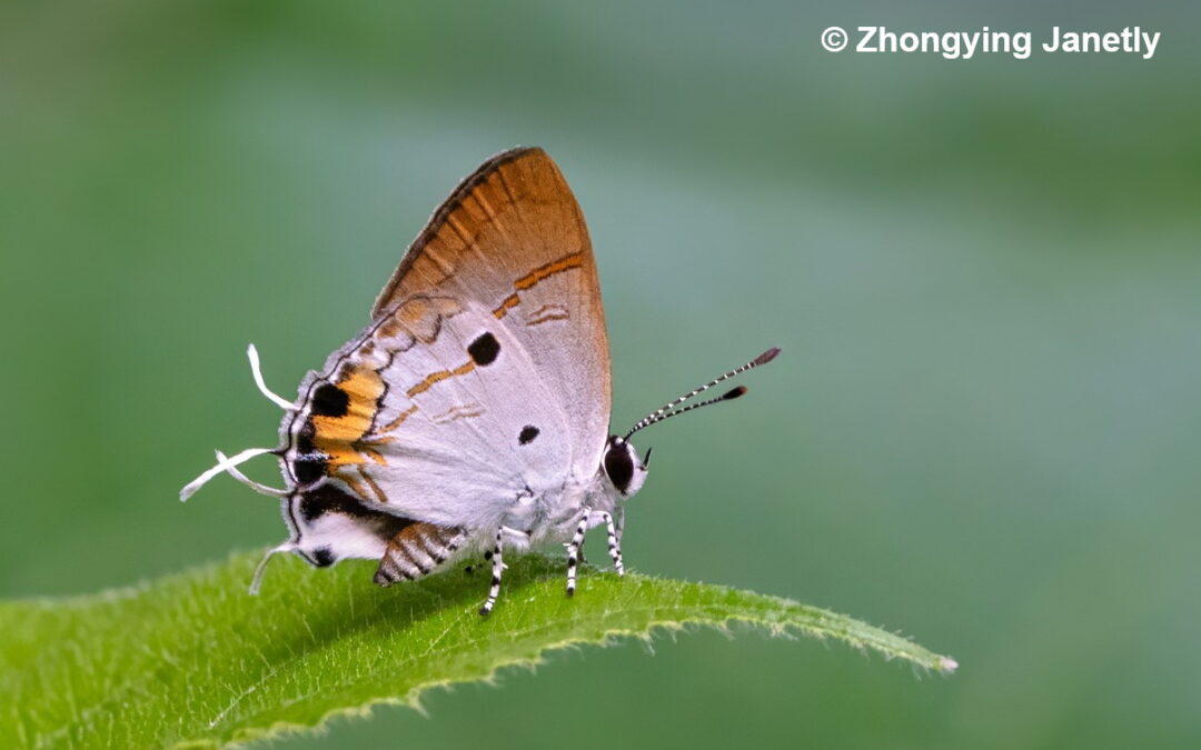 Hypolycaena balua