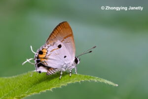 Hypolycaena Balua By Zhongying Janetly3