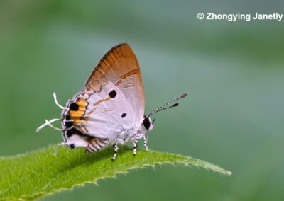 Hypolycaena balua