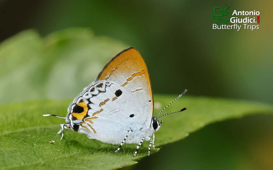 Hypolycaena tora