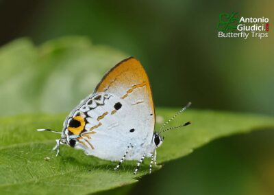 Hypolycaena tora