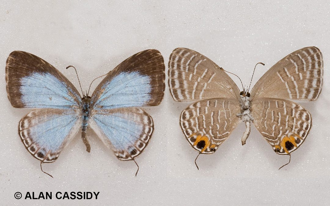 The Abdul Ceruleanผีเสื้อฟ้าวาวอับดุลJamides abdul