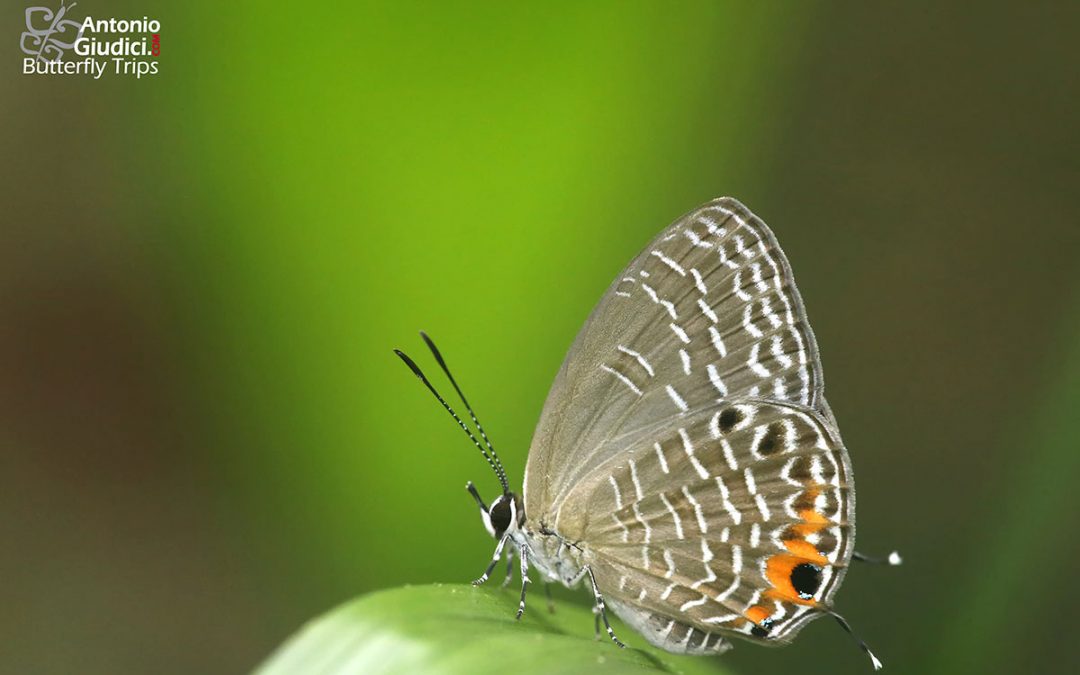 The Bordered Ceruleanผีเสื้อฟ้าวาวขอบคล้ำJamides cyta