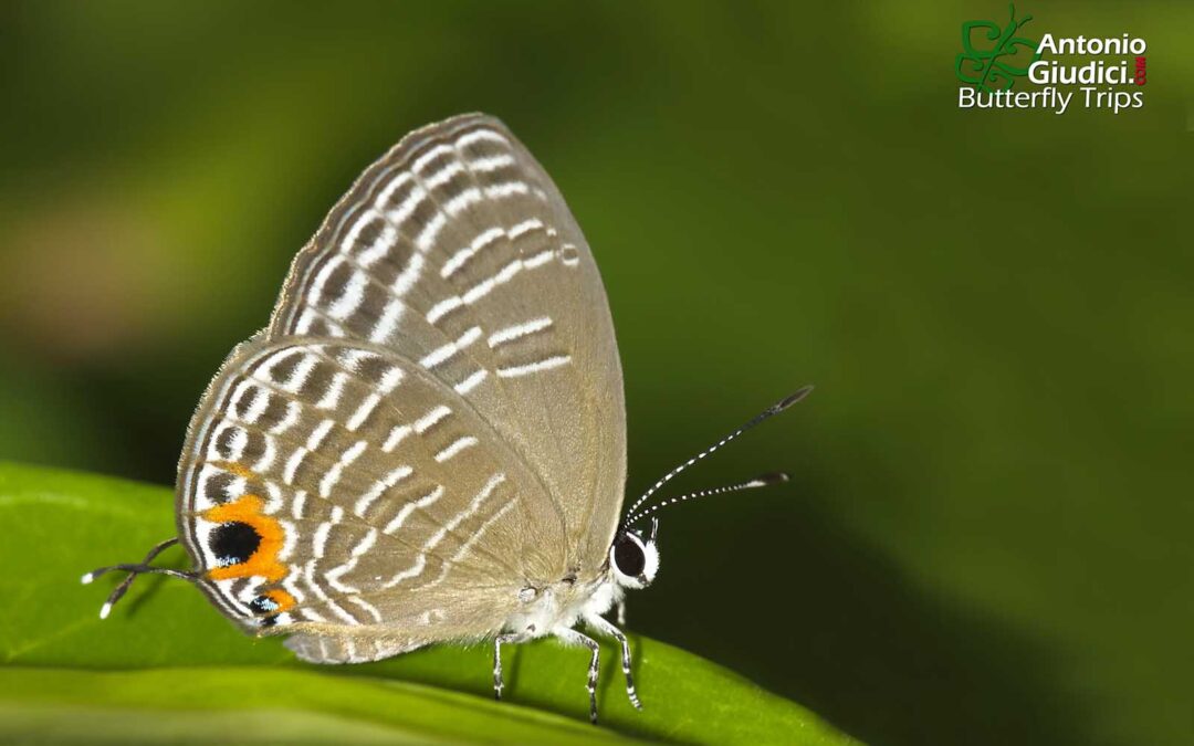 The Ferrar’s Ceruleanผีเสื้อฟ้าวาวปีกแหลมJamides ferrari