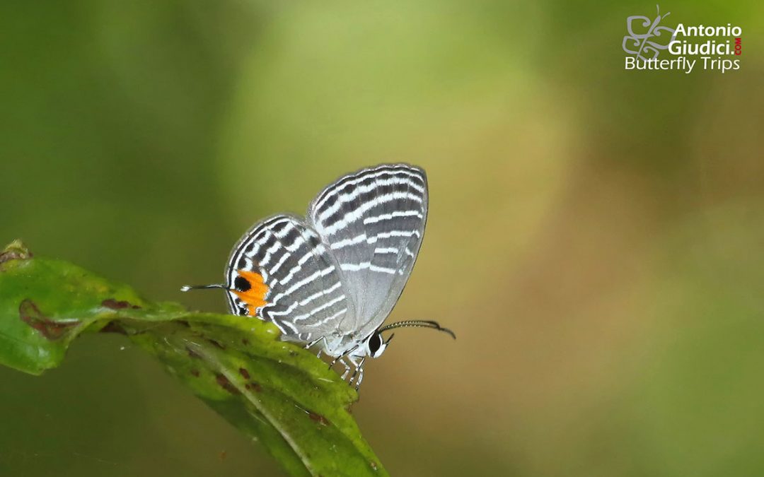 The Malacca Ceruleanผีเสื้อฟ้าวาวมะละกาJamides malaccanus