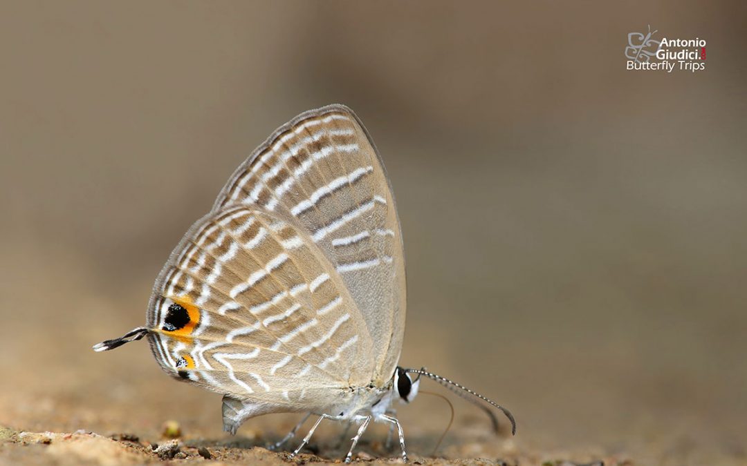 The White Ceruleanผีเสื้อฟ้าวาวปีกใสJamides pura