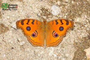 Junonia Almana Almana