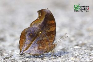 Junonia Iphita