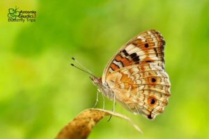 Junonia Orithya Female2