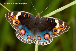 Junonia Orithya Ocyale2