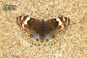 Junonia Orithya Wallacei (2)