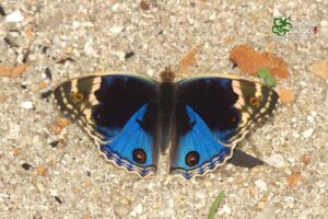 Junonia Orithya Wallacei