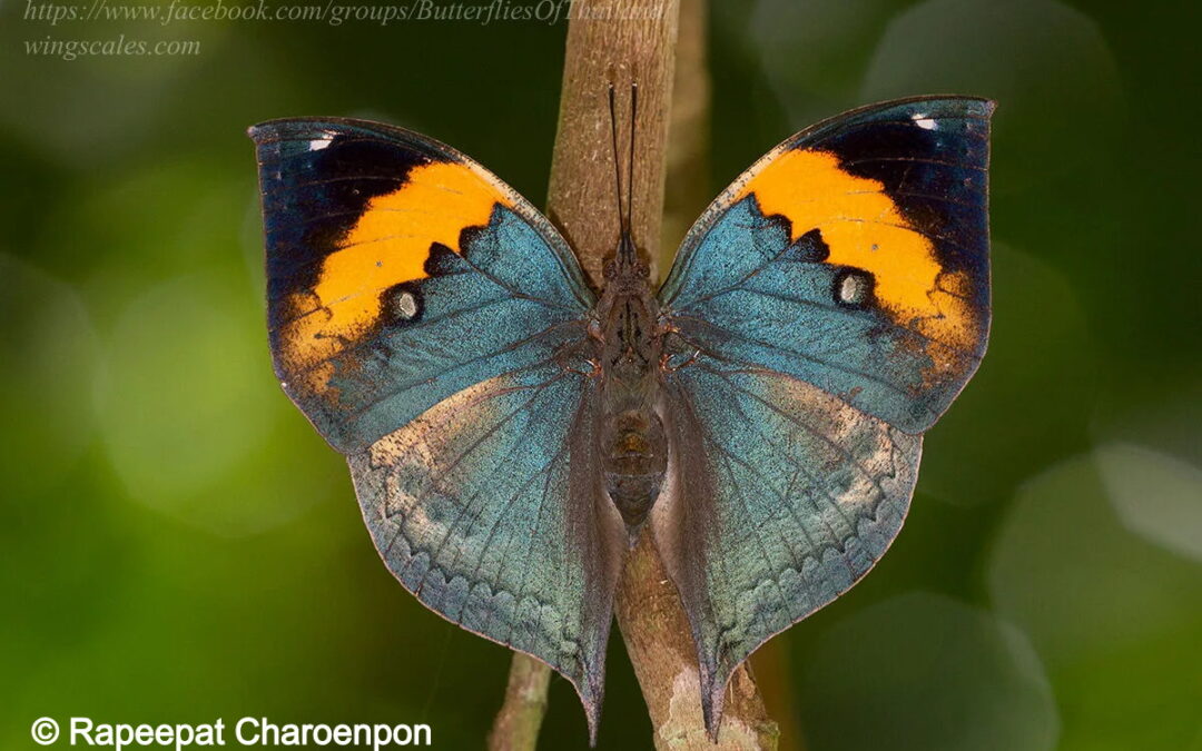 Kallima inachus