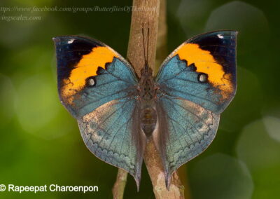 Kallima inachus
