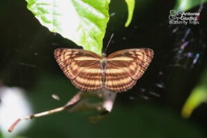Lasippa Monata 03