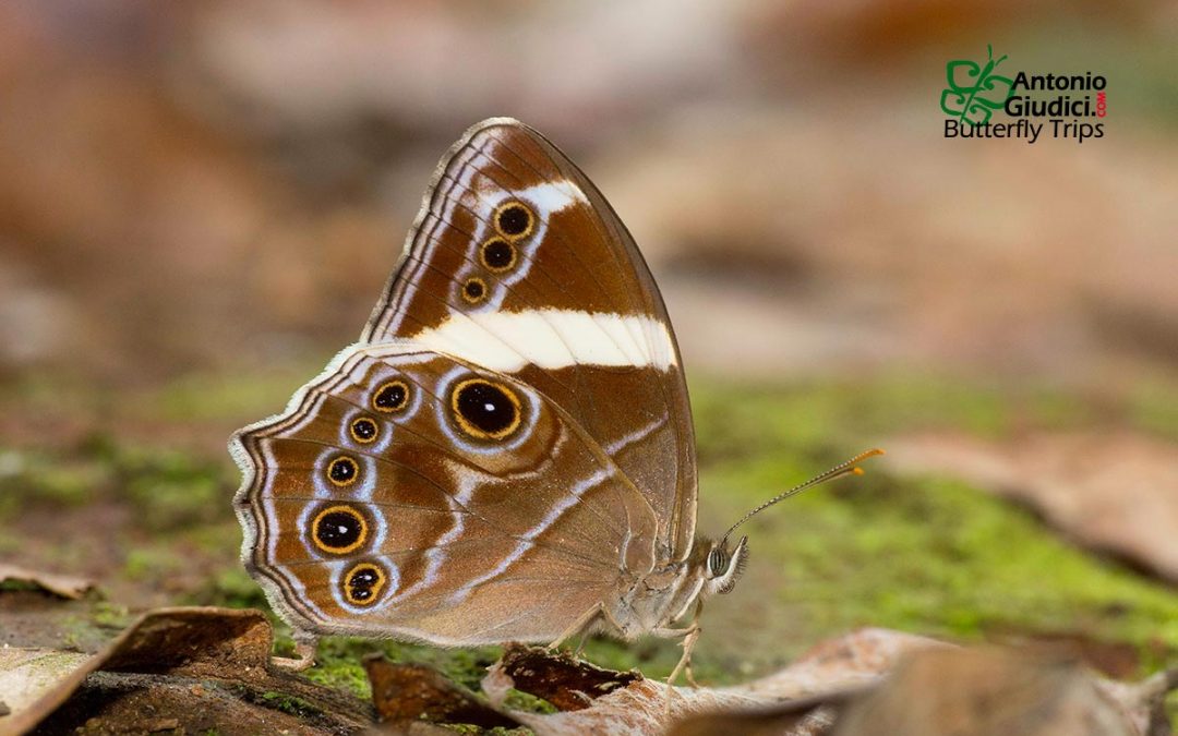 The Banded Treebrownผีเสื้อเลอะเทอะลายแถบLethe confusa