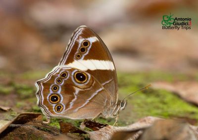 The Banded Treebrownผีเสื้อเลอะเทอะลายแถบLethe confusa