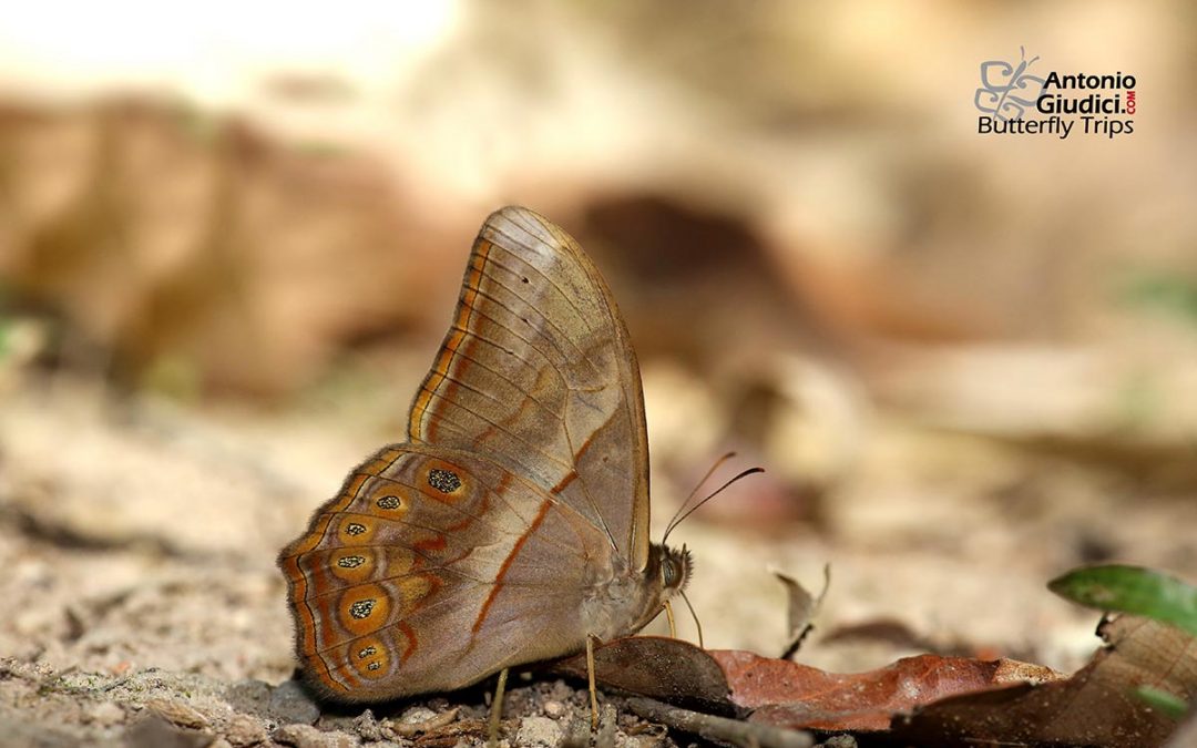 The Banded Red Foresterผีเสื้อเลอะเทอะแดงแถบเพศLethe minerva