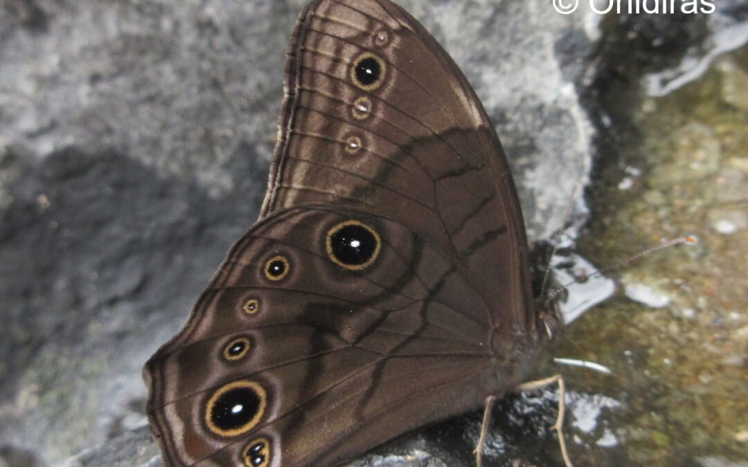 Lethe philesana