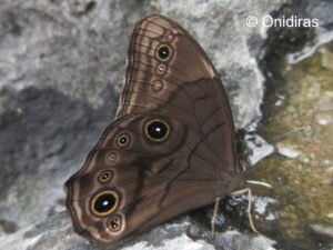 Lethe Philesana Onidiras Vietnam 30 Oct 22