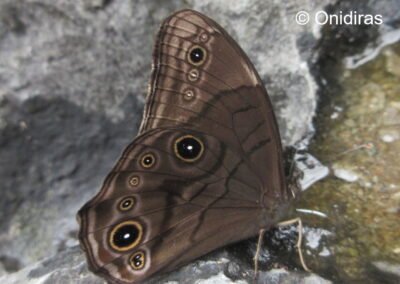 Lethe philesana