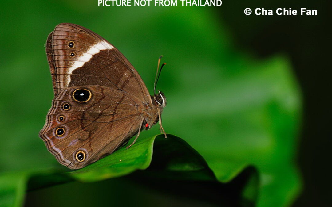 The Interrupted Treebrownผีเสื้อเลอะเทอะแถบตัดLethe philesanoides